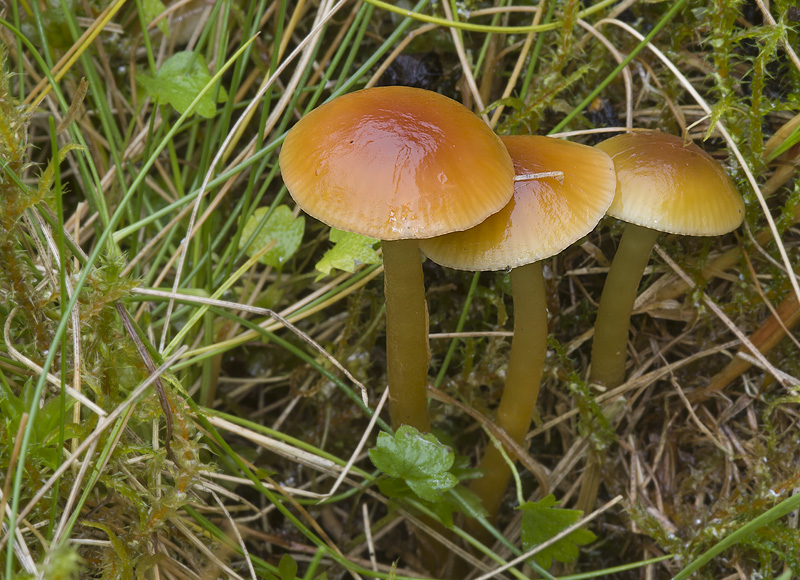 Hygrocybe laeta